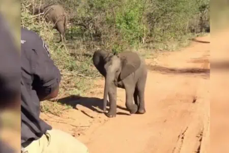 Bei Safari-Tour: Mit dieser Aktion bringt ein Baby-Elefant alle Herzen zum Schmelzen