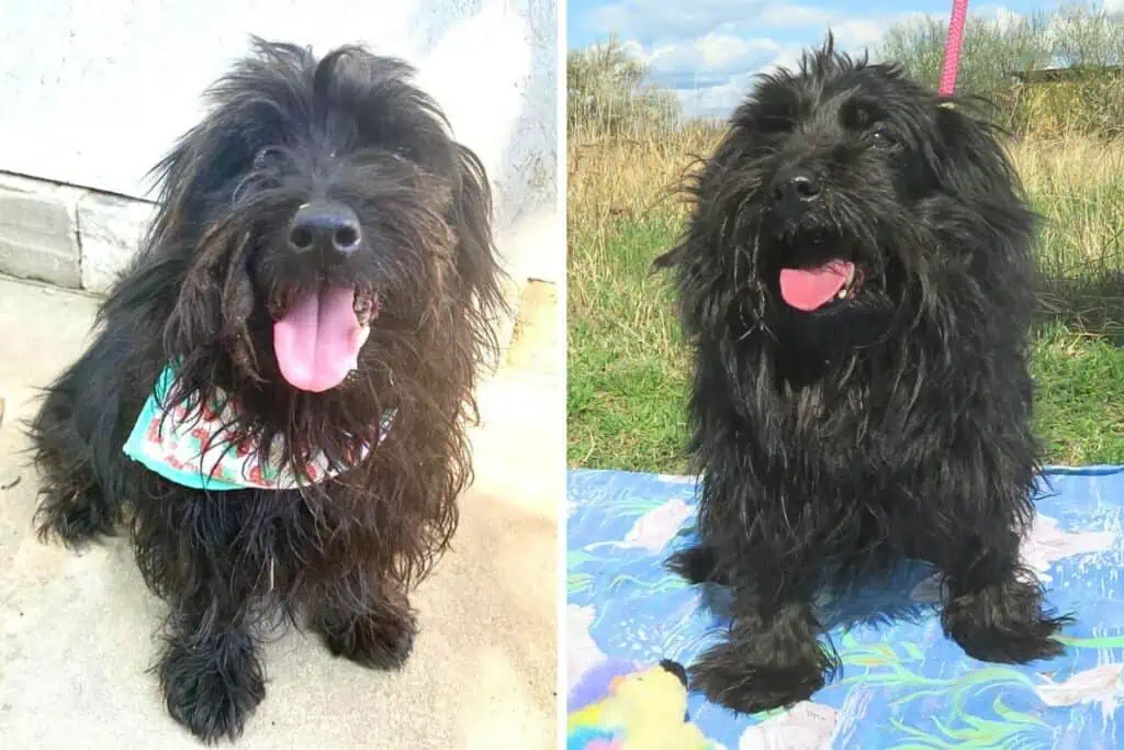 Bei ihrem Besitzer fehlte es ihr an allem: Wer schenkt der süßen Hunde-Omi Lizett ein gutes Zuhause?