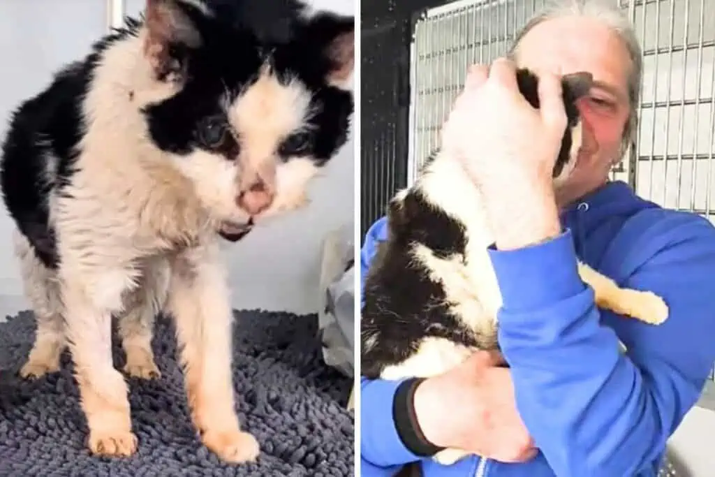 Blinde Katze von Straße gerettet: Ihre Reaktion, als ihr Besitzer sie umarmt, rührt alle zu Tränen