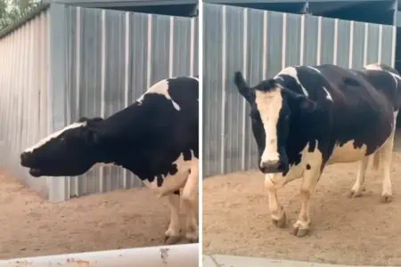 Blinde Kuh weint jämmerlich, als sie ihren Ball nicht findet - der Grund dafür zerreißt das Herz