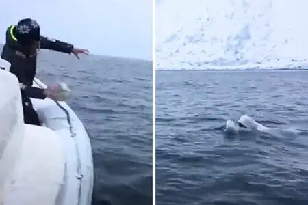 Bootsfahrer werfen Ball ins Meer - was ein Beluga-Wal dann tut, ist einfach unglaublich
