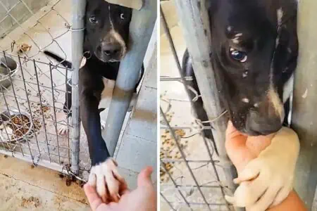 Dieser Tierheim-Hund will jedem Menschen die Pfote geben - der Grund dafür zerreißt das Herz