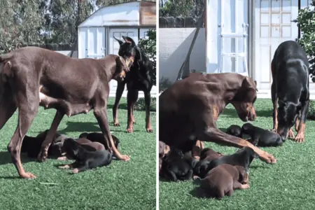 Dobermann-Papa will sich Welpen nähern - die Reaktion der Mama verzaubert das Internet