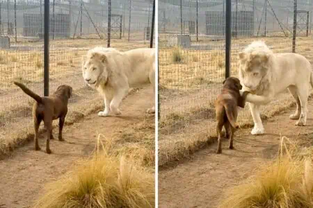 Ein Löwe trifft auf einen Hund - Was das Raubtier dann macht, bringt alle zum Staunen