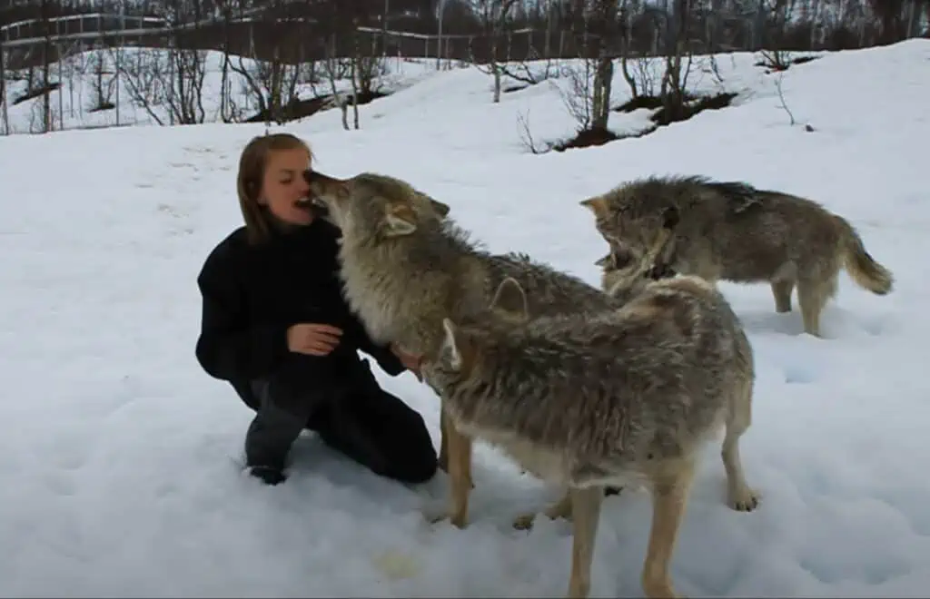 Ein respektvolles Zeichen: Das erstaunliche Verhalten des Wolfsrudels