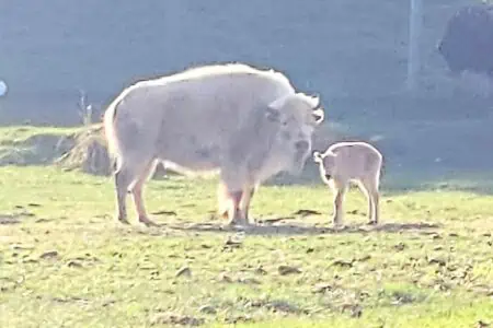 Ein Zeichen der Hoffnung: Extrem seltener weißer Bison im Nationalpark geboren