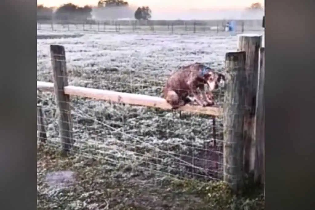 Einfach nur grausam: Hündin wird in eisiger Kälte an Zaun gebunden und allein zurückgelassen