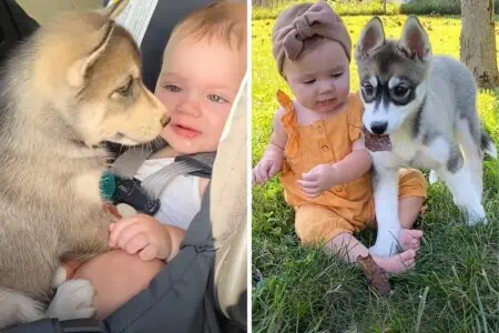 Einfach zuckersüß: Menschenbaby und Husky-Welpe haben eine ganz besondere Freundschaft
