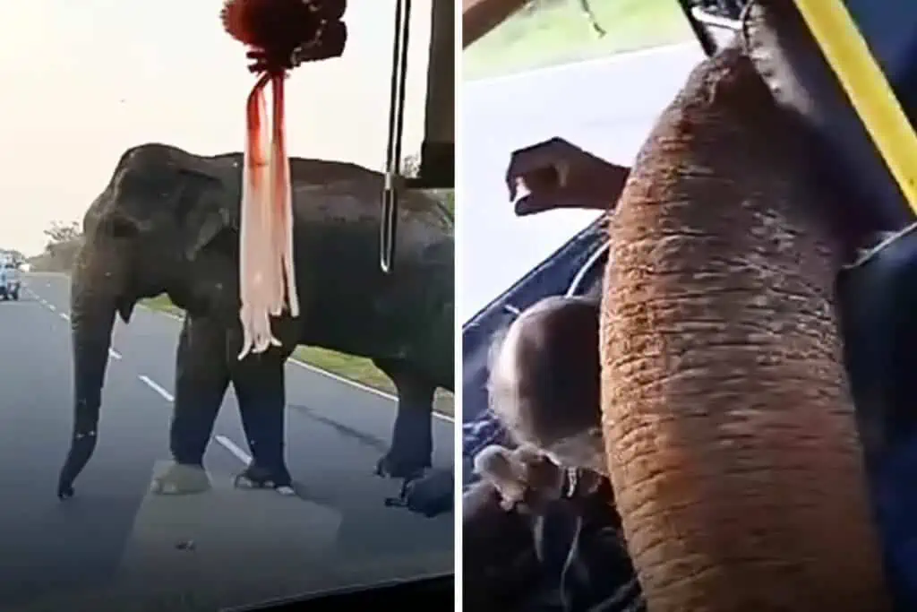 Elefant zwingt Busfahrer zum Anhalten - was er dann tut, sorgt für schallendes Gelächter im Internet