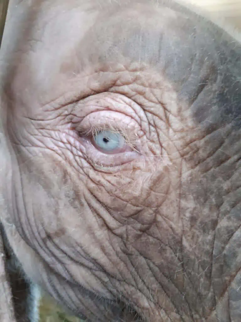 Gefangen in einer barbarischen Schlinge: Das Leid eines tapferen Elefantenbabys