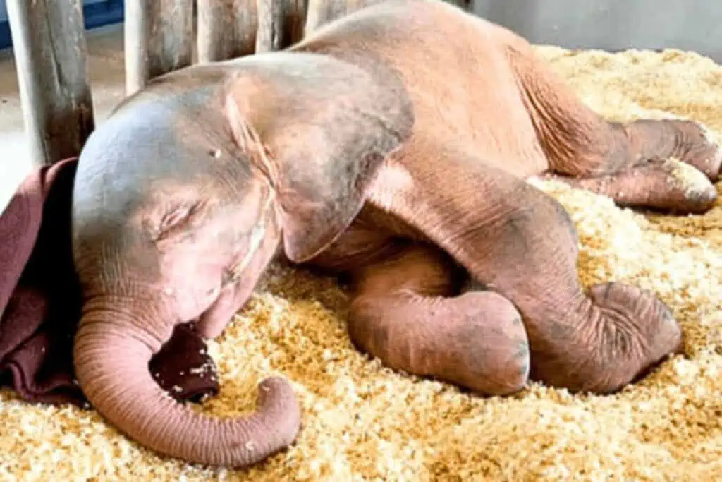 Elefantenbaby in grausamer Falle gefangen - wie es sich ins Leben zurück kämpft, geht unter die Haut