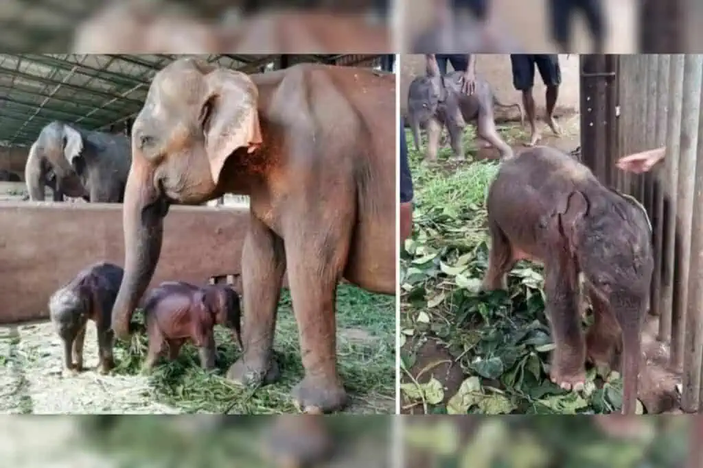 Elefantin bringt Zwillinge zur Welt: Darum ist es ein wahres Wunder für ihre bedrohte Art