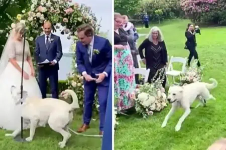 Familienhund soll Ringträger bei der Hochzeit sein - doch was er dann tut, bringt jeden zum Lachen