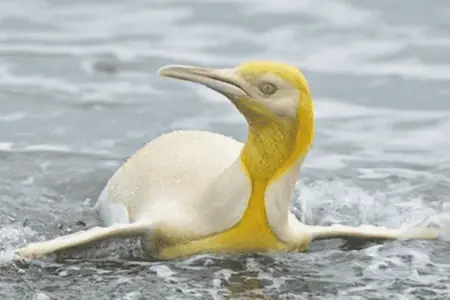 Fotograf beobachtet Pinguine in Antarktis - doch plötzlich taucht etwas Gelbes vor seiner Kamera auf