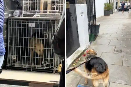 Frau adoptiert Hund, der Angst vor Männern hat - seine Reaktion auf ihren Freund ist unfassbar