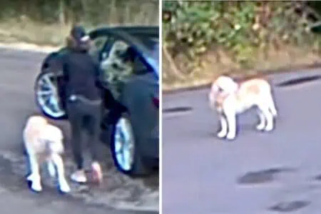 Frau fährt mit Hund in den Wald – Was sie dort mit ihm tut, ist einfach nur grausam
