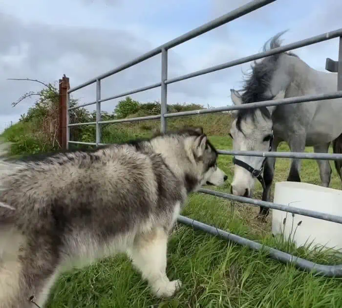 Hallo Hund! Hallo Pferd!