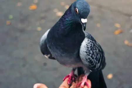 Frau rettet verletzte Taube und nimmt sie mit nach Hause – Ein Jahr später sind beide TikTok-Stars