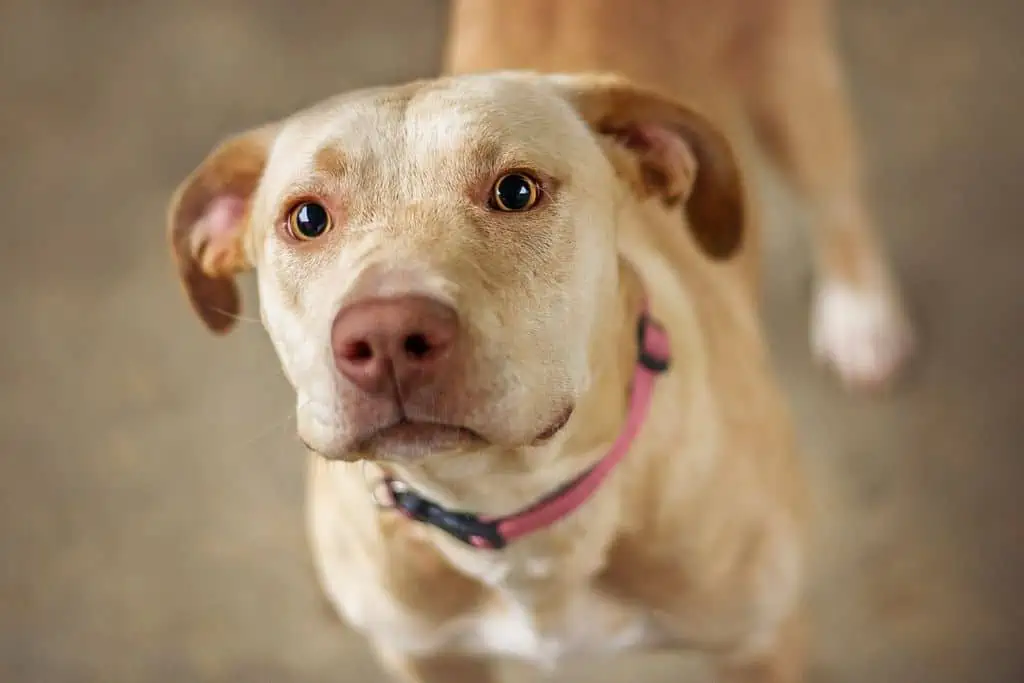 Golden Retriever Pitbull Mix