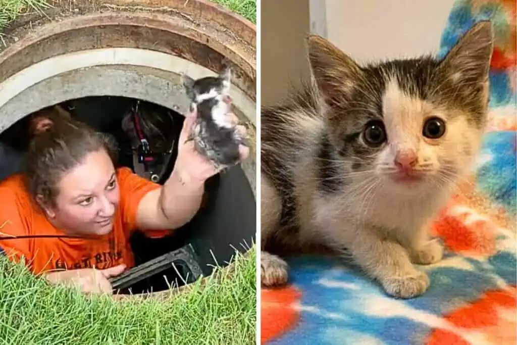 Heldenhafter Einsatz: Frau rettet Baby-Katze nach 40 Stunden Gefangenschaft in der Kanalisation