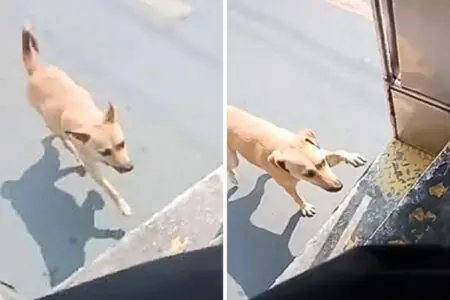 Herzergreifende Geschichte: Hund rennt Bus hinterher, weil er will, dass der Busfahrer ihn adoptiert