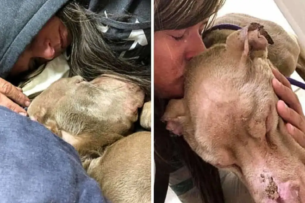 Herzzerreißend: Kurz vor seinem Tod erfährt ein Straßenhund zum ersten Mal die Liebe eines Menschen