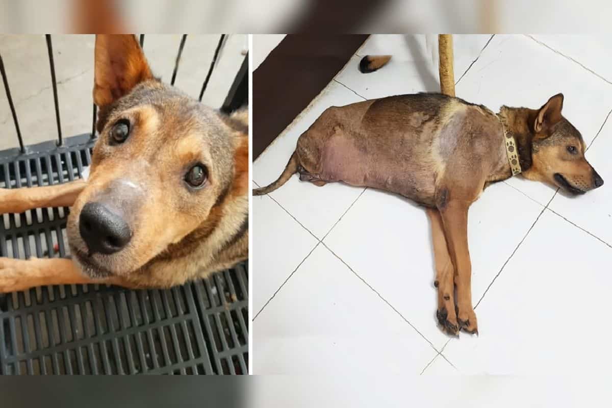 Hund Verliert Zähne Mit 7 Jahren Hund verliert bei schrecklichem Unfall die Hinterbeine: Unglaublich
