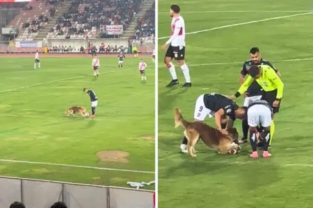 Hund schnappt sich Ball während Fußballspiel: Was dann geschieht, bringt das Stadion zum Toben