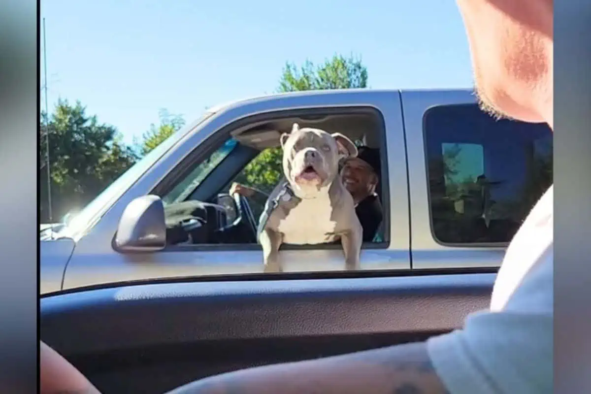Hund sieht, wie sein Bruder im Auto vorbeifährt - seine Reaktion ist zum Totlachen