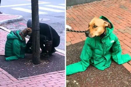 Hund sitzt in der Kälte - doch diese liebevolle Geste der Besitzerin erregt Aufsehen