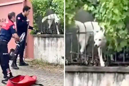 Hund steckt mit Kopf in Zaun fest - was passiert, als die Feuerwehr kommt, ist einfach unfassbar