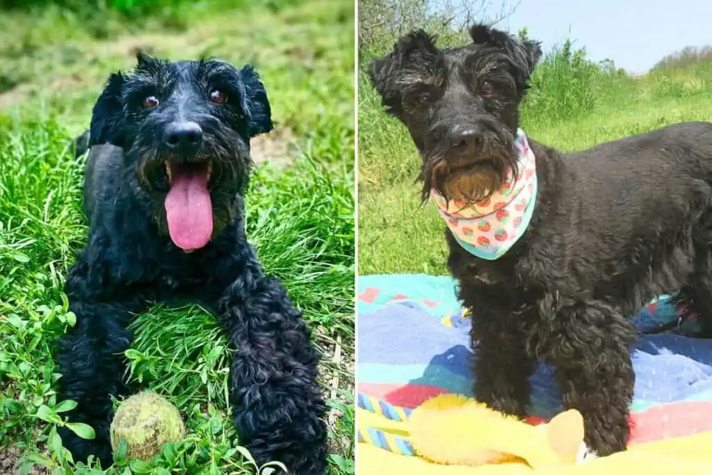 Ihre Besitzerin musste ins Pflegeheim: Die schlaue, verschmuste Yvette sehnt sich nach neuem Zuhause