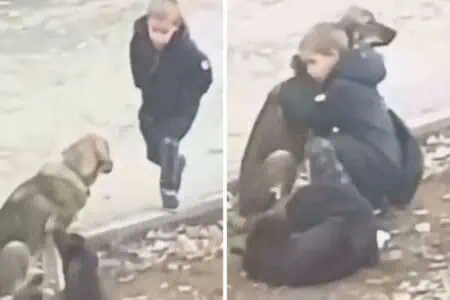 Junge trifft 2 Straßenhunde auf dem Bürgersteig - was er dann für sie tut, verzaubert die ganze Welt