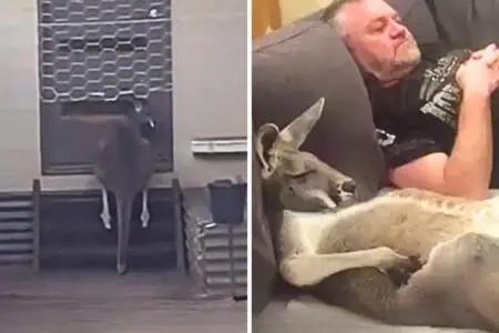Känguru steht jeden Abend um die gleiche Zeit vor der Tür: Was es will, bringt alle zum Lachen