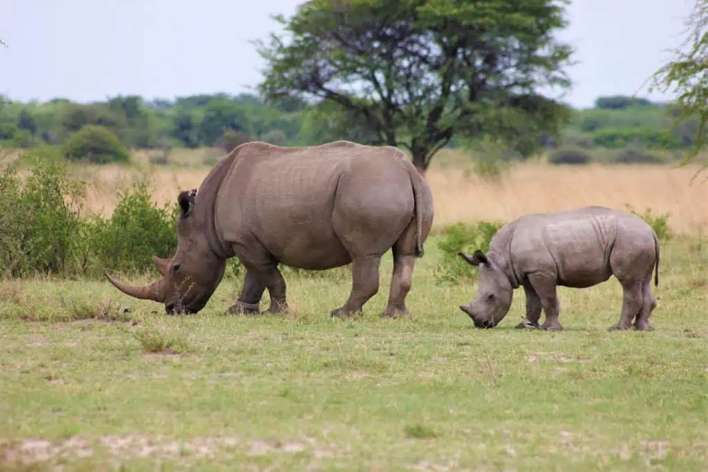 Ugandas wegweisende Maßnahmen zum Schutz der Wildtiere