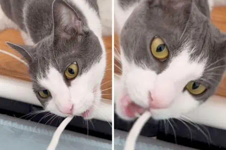 Katze bringt Millionen zum Lachen: Mit diesem unglaublichen Trick bekommt sie immer, was sie will