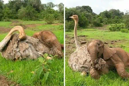 “Komm, wir kuscheln” - Diese ungewöhnliche Tierfreundschaft lässt alle Herzen schmelzen