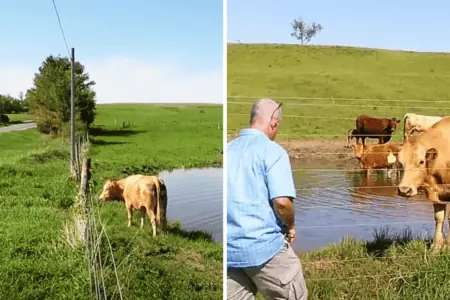 Kuh steht neben elektrischem Zaun: Als ein Mann sich nähert, sieht er, warum sie sich nicht rührt