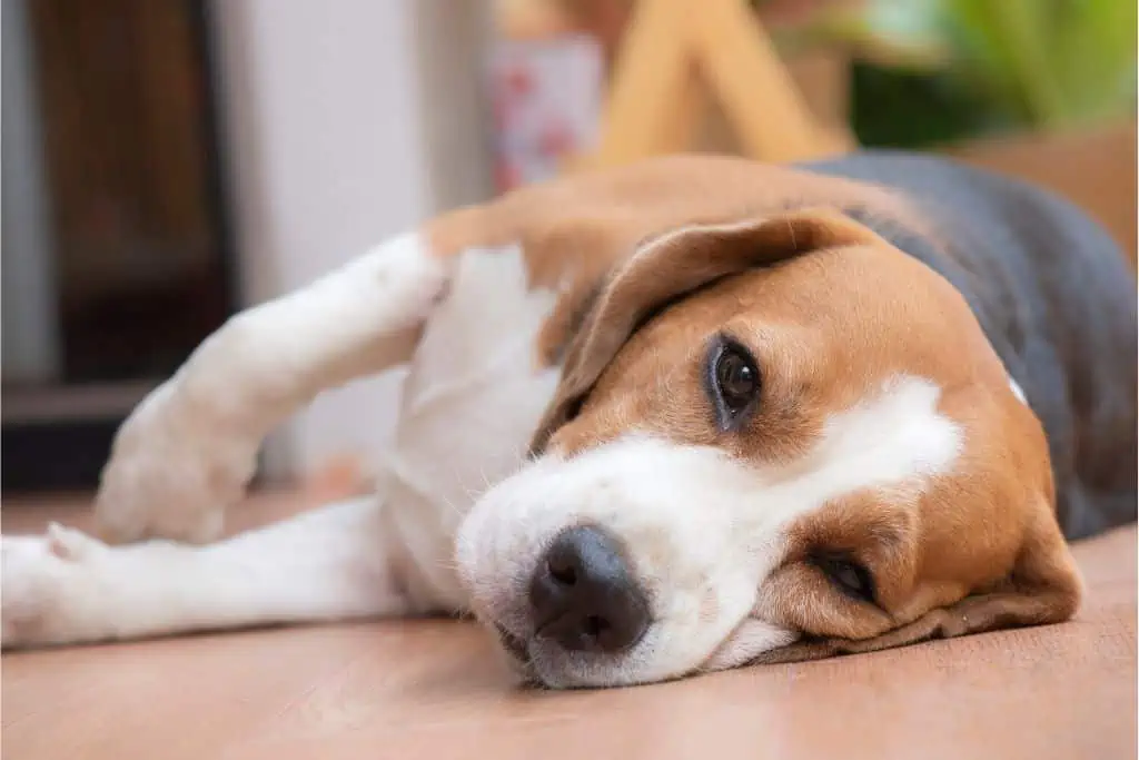 Welche Nebenwirkungen kann Lorano bei Hunden hervorrufen?