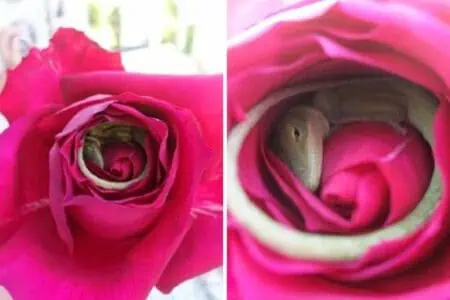 Mädchen bringt ihrer Mutter eine Rose - Was beide in der Blüte entdecken, ist unglaublich süß