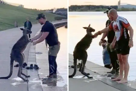 Männer retten Känguru aus eiskaltem Wasser - was es zum Dank tut, überrascht alle