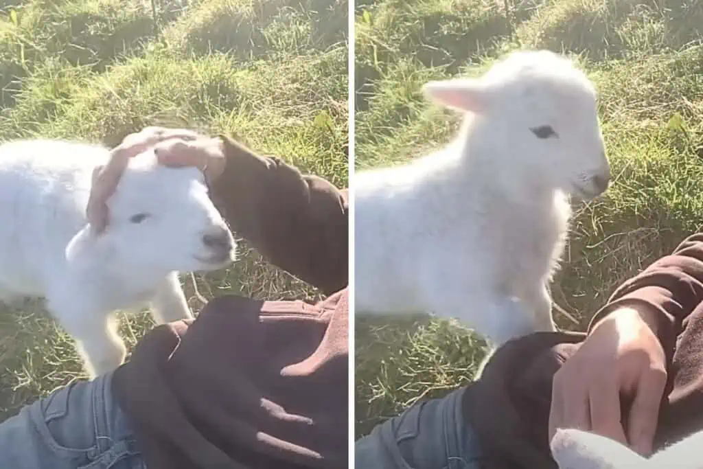 Mann streichelt Baby-Schaf: Die Reaktion des Lamms, als er aufhört, lässt Millionen Herzen schmelzen