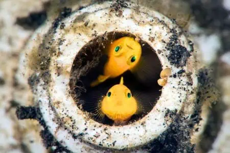 Meeresfotograf macht Bilder von winzigen Fischen - wo sie ihr zu Hause gebaut haben ist unglaublich