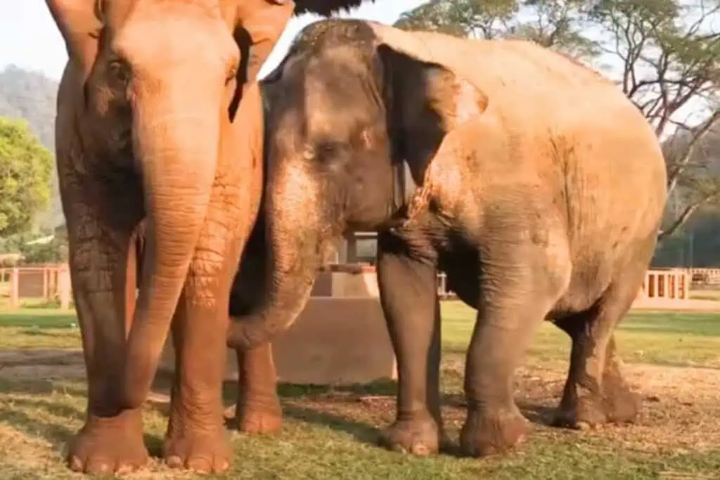Misshandelte Elefantenkuh kommt in neue Herde - Wie sie dort begrüßt wird, lässt Herzen schmelzen