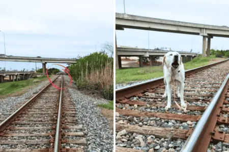Nichts für schwache Nerven: Hund ist auf Bahngleis festgebunden - bei der Rettung zählt jede Sekunde