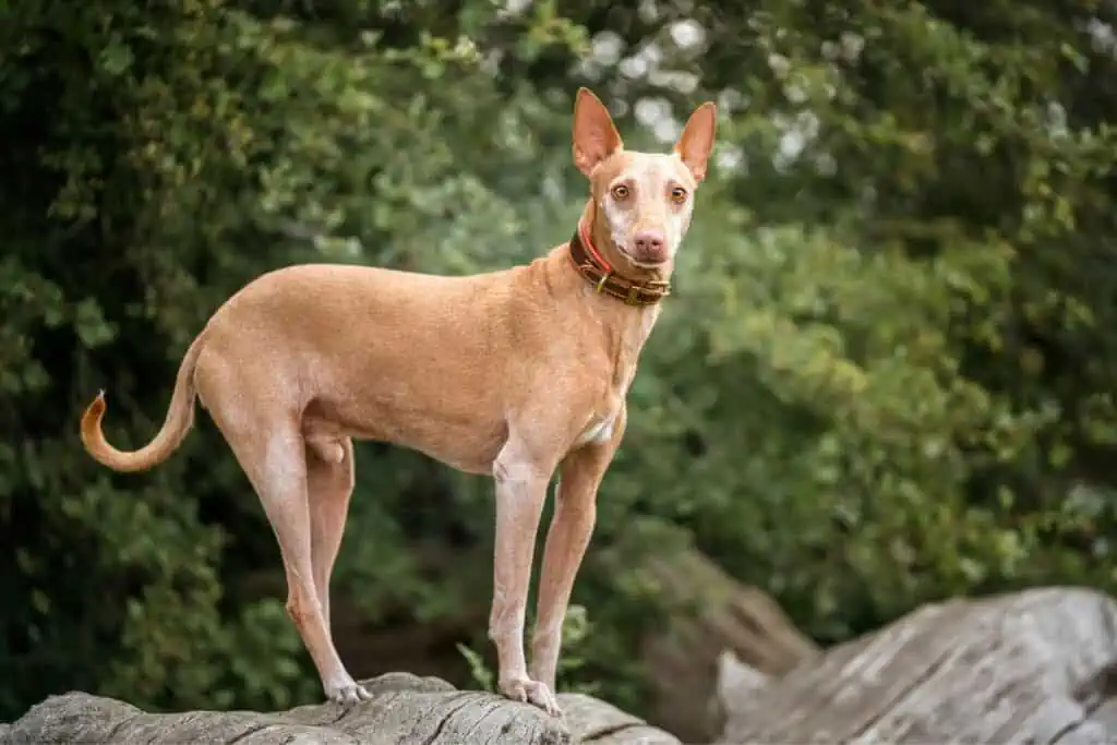 Podenco Andaluz