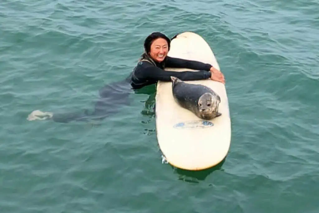 Robbenbaby schwimmt auf Surfer zu - sie trauen ihren Augen kaum, was es dann tut
