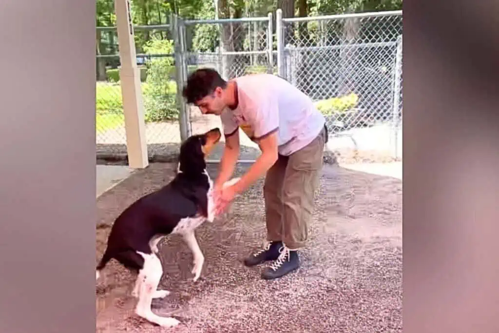 Rührt zu Tränen: Hund wird mehrfach ins Tierheim zurückgegeben, bevor er endlich sein Glück findet