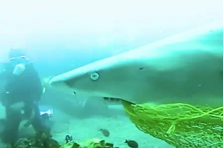 Taucher zieht Hai ein Fischernetz aus dem Maul – Was der Hai dann tut, ist einfach unglaublich
