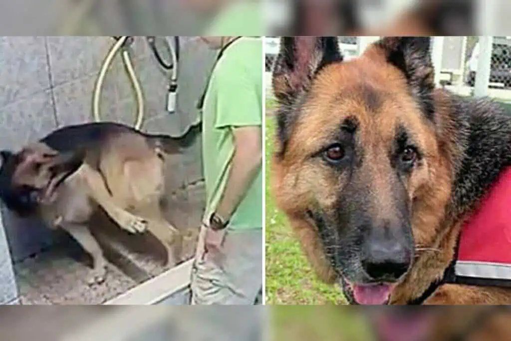 Unfassbare Grausamkeit: Hundefriseur quält Diensthund so brutal, dass er seinen Schwanz verliert